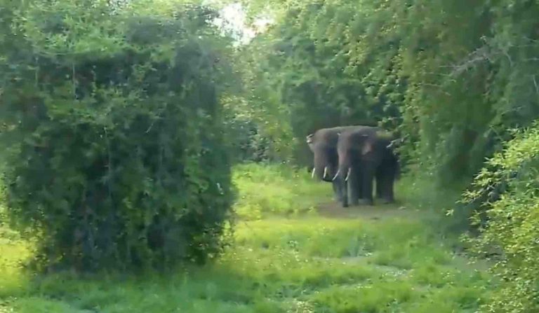 Know Slots & Charges For First-Of-Its-Kind Night Trail In Odisha’s Chandaka Forest