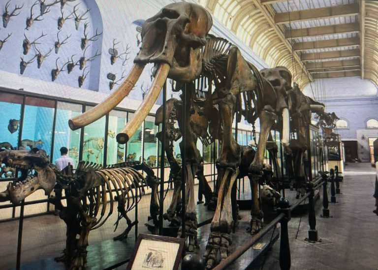 Bomb Threat At Kolkata’s Indian Museum; It’s Largest & Oldest In The Country