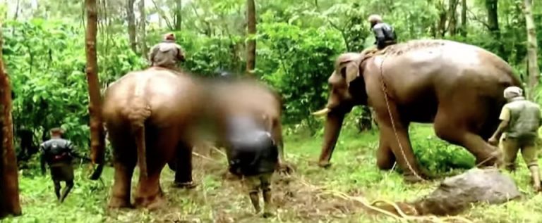 Odisha Seeks Four Kumkis From Tamil Nadu To Check Human-Elephants Conflicts