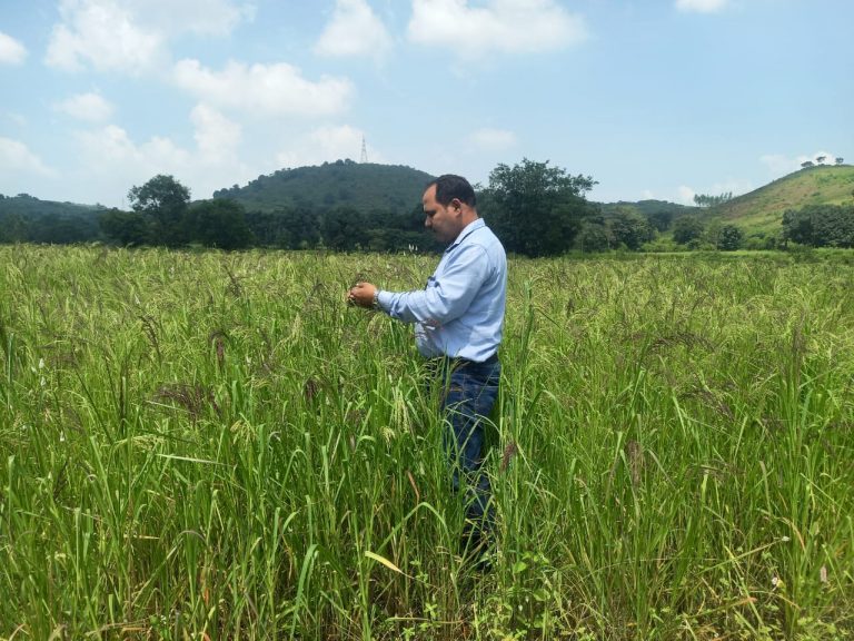 CUO Researchers Identify Nutrient-Rich Little Millet In Odisha’s Koraput