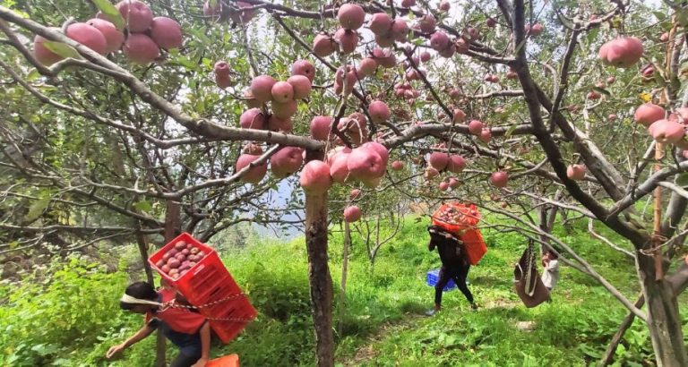 Orchardists in shimla