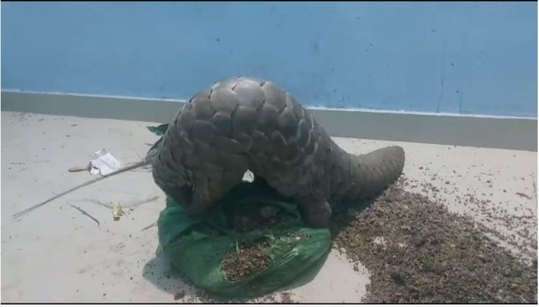 2 Wildlife Smugglers Held In Odisha’s Nuapada, Live Pangolin Rescued