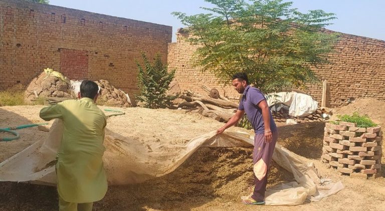 ‘Makki Ka Achar’ Is The New Favourite Of Cattle Rearers In Punjab