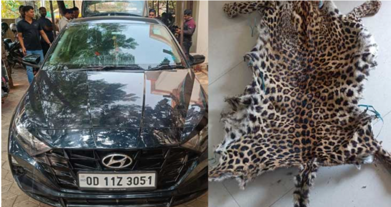 Odisha STF Arrests Wildlife Smuggler With Leopard Skin In Boudh