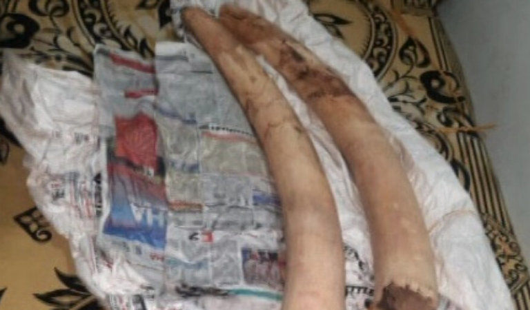 3 Ivory Smugglers Held With 2 Elephant Tusks In Odisha’s Deogarh