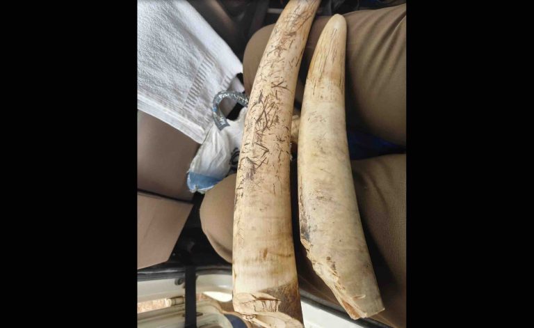 Tusks Of Elephant Electrocuted In Odisha’s Nayagarh Recovered, 3 Detained