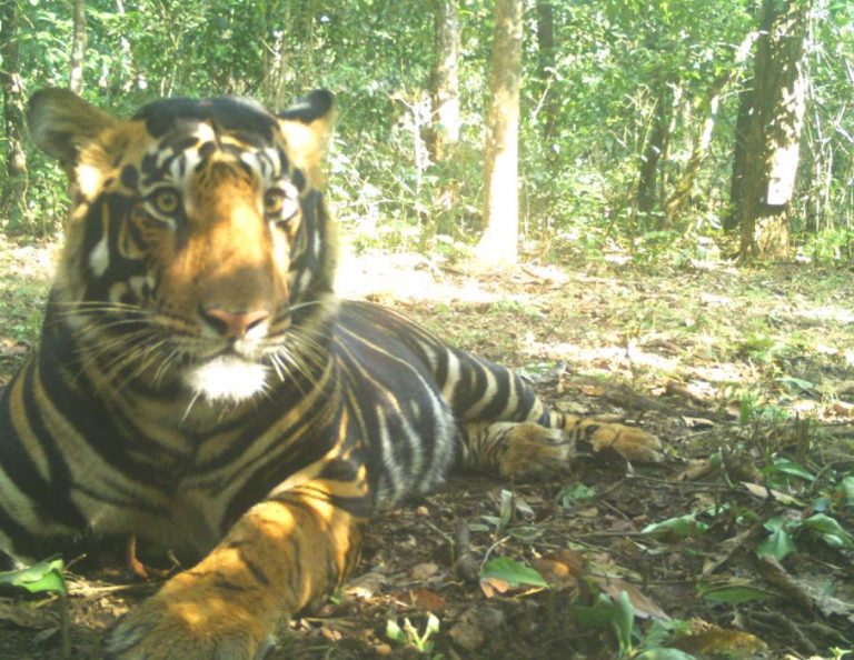 Odisha To Set Up World’s First Melanistic Tiger Safari Near Similipal At Baripada