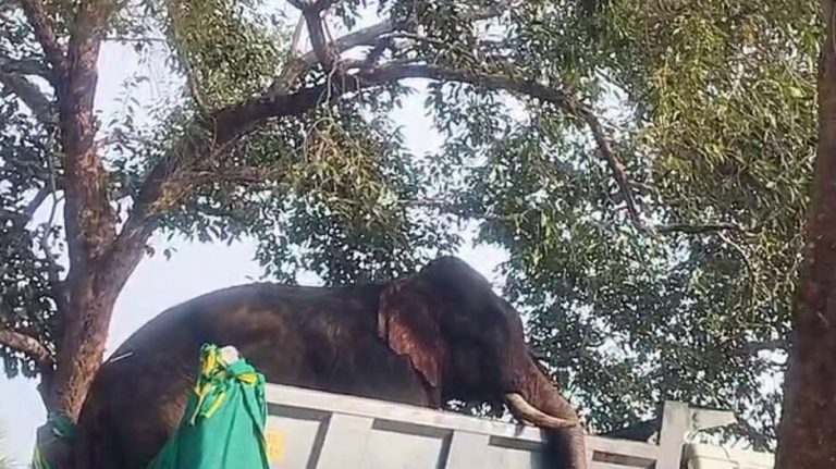 Tranquilised Tusker Dies At Rescue Centre In Odisha; Overdose Suspected