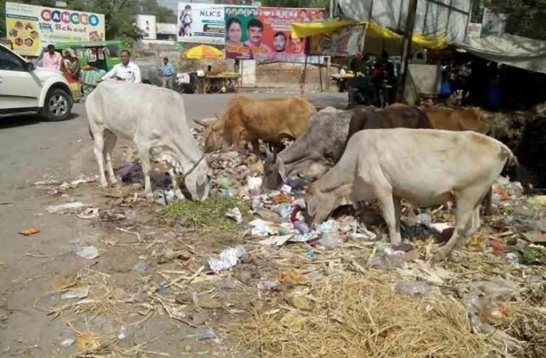 stray cows + polythene + road