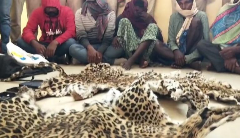 leopard skin seized