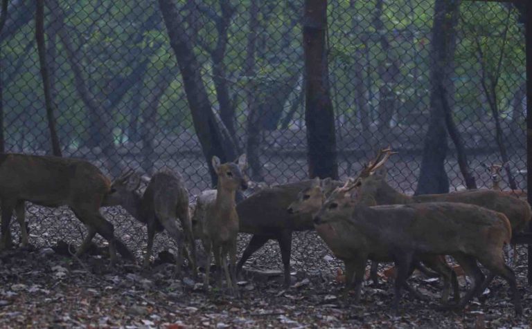After Blackbucks, 8 Hog Deer Arrive In Sambalpur Zoo From Nandankanan In Odisha