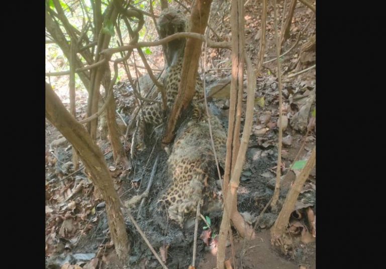 Leopard Carcass Recovered From Cashew Forest In Odisha’s Angul