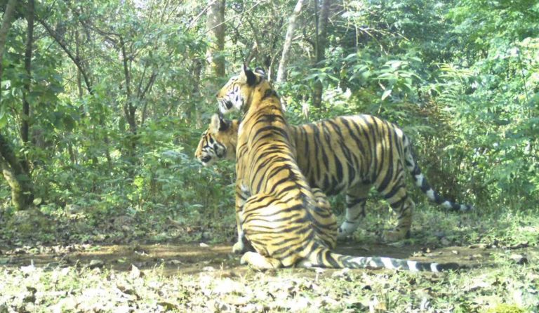 Odisha To Get Tigresses For Similipal To Improve Genetic Diversity; Elephant Census Likely In May