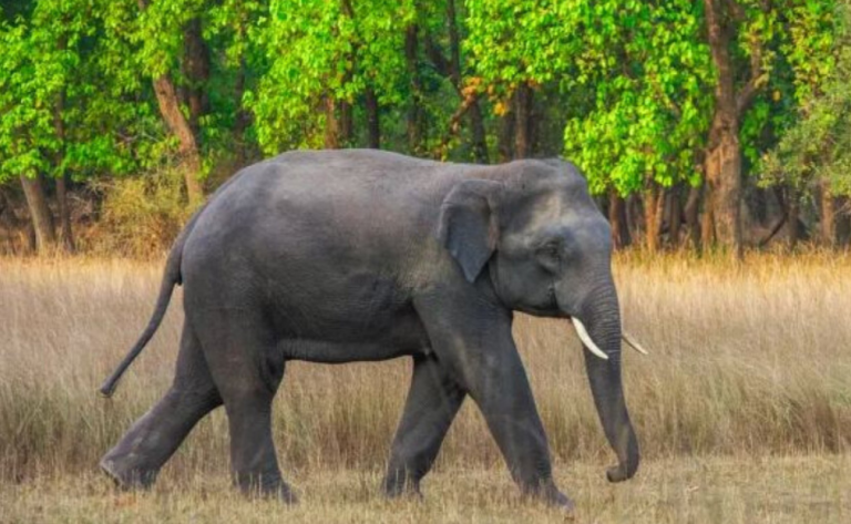 Elephant Undergoing Treatment After Swallowing Crude Bomb Dies Near Bhubaneswar