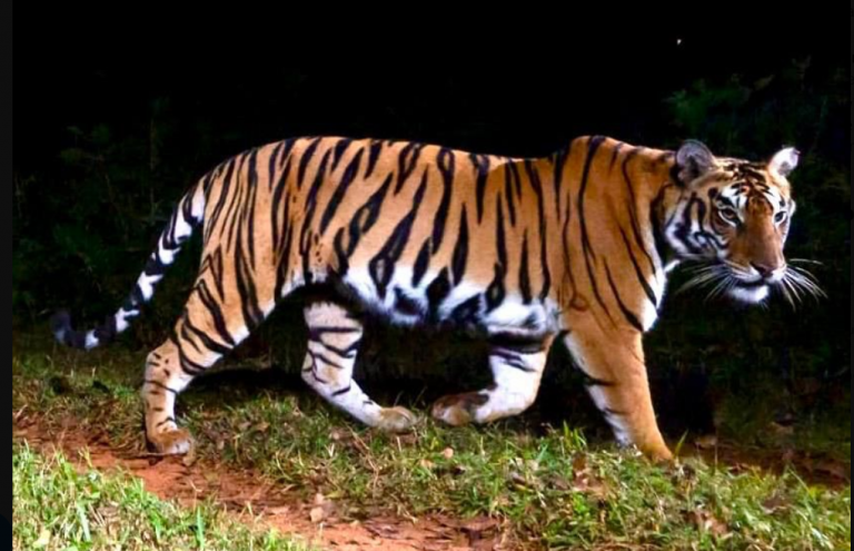 Tiger Population In Odisha Jumps To 30, CM Naveen Patnaik Commends Forest Dept