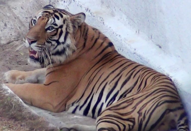 Tiger Nandan Of Nandankanan Zoo In Odisha’s Capital Sick