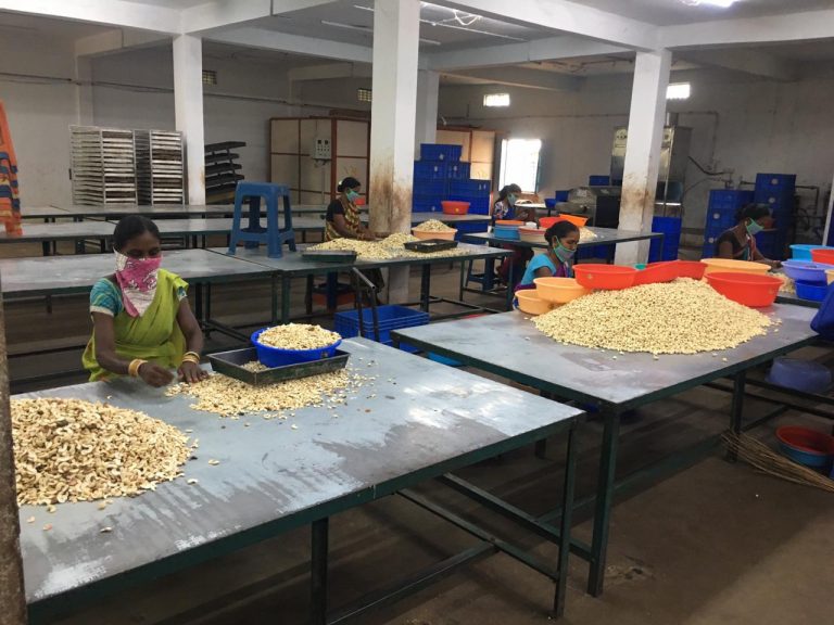 Odisha Cashew Processors Urge Govt To Increase Cultivation, Include Cashew In MDM & Treat Cashew Processing Workers On Par with Tendu Leaf Pluckers