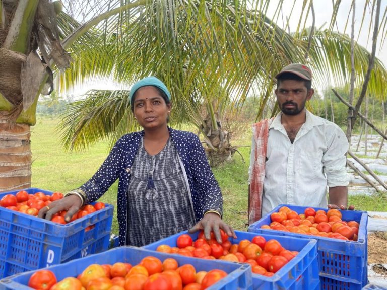 monocropping Tomato loss