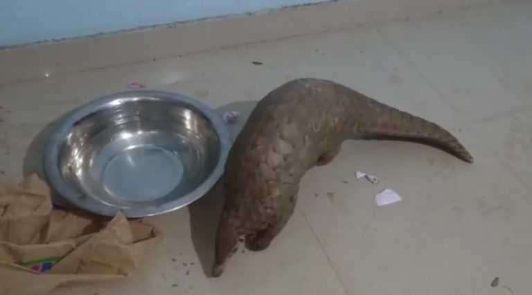 pangolin nuapada