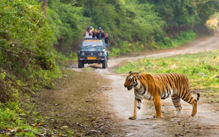SC Says No To Tiger Safari Within Core Area Of Jim Corbett National Park