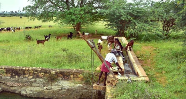 System for watering cattle
