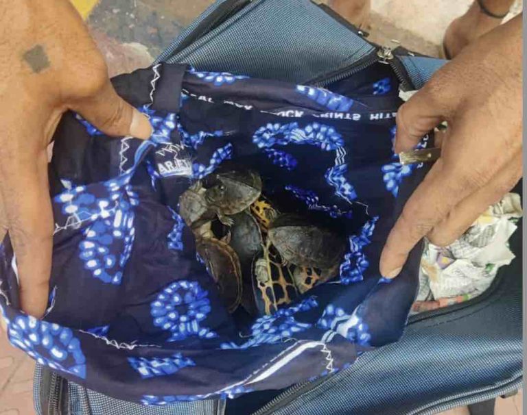 302 Indian Tent Turtle Being Smuggled To Bengaluru Seized In Odisha’s Cuttack, 3 Held