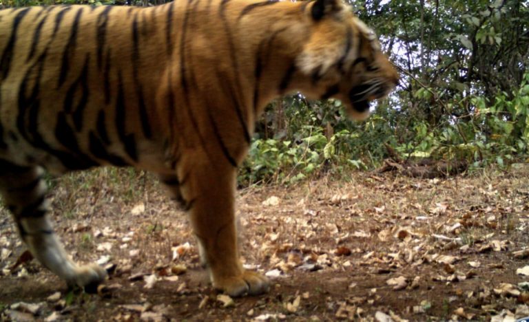 Royal Bengal Tiger Camera Trapped In Odisha’s Sundargarh After 2 Decades