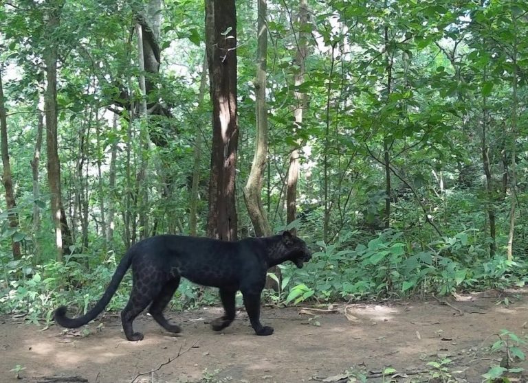 black leopard