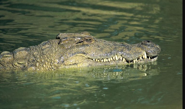 crocodile
