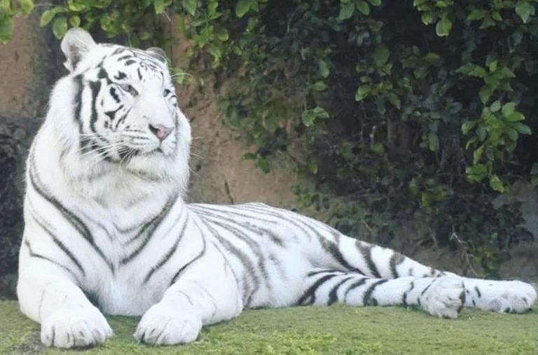 Odisha’s Nandankanan Zoo Loses Another White Tigress