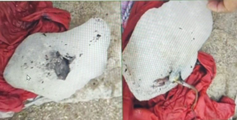 Pune: Rat Found In Ice Block In Manufacturing Factory