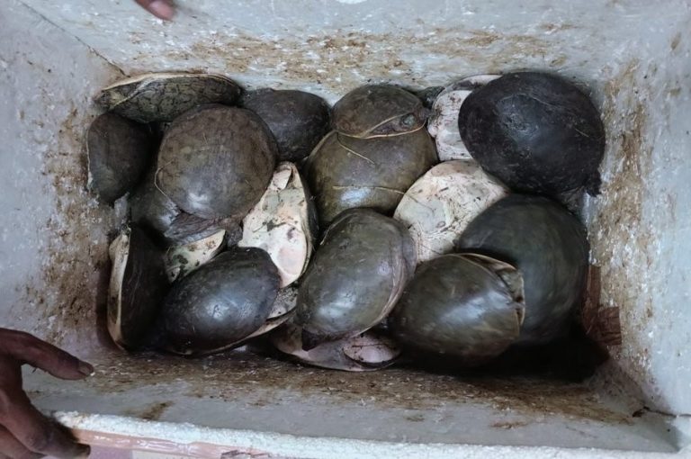 turtles seized