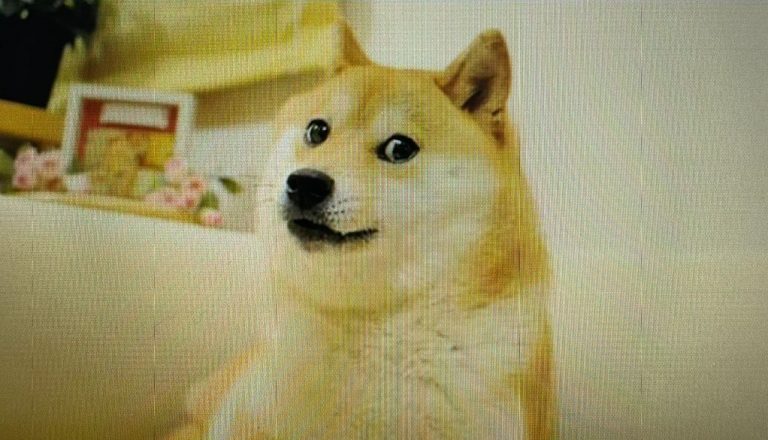 Kabosu, The Iconic Japanese Dog Who Inspired Dogecoin Dies At 18