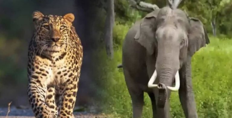 Leopard Census Kicks Off In Odisha; Elephant Count To Be Conducted For 3 Days This Month