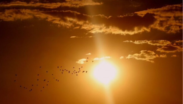 Heatwave kills 10 polling personnel in Bihar