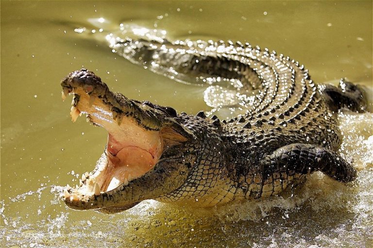 3-Day Crocodile Census Begins In Odisha’s Satkosia; Entry Of Visitors Banned