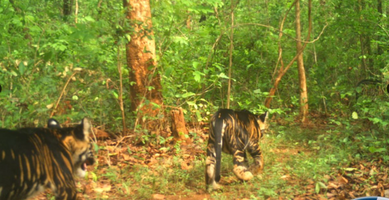 Tiger Breeding Recorded In Odisha’s Similipal After Decades