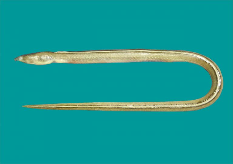 Zoological Survey of India Discovers New Eel Species Of Odisha Coast