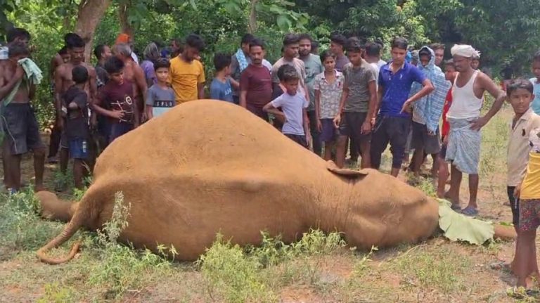 Baby Elephant Found Dead