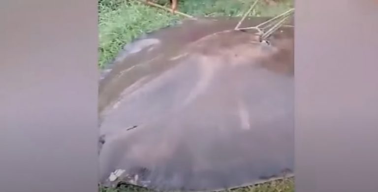 400 kg fish