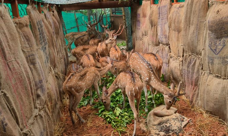 Species Augmentation At Odisha’s Debrigarh, 115 Spotted Deer To Be Translocated From Sambalpur Zoo