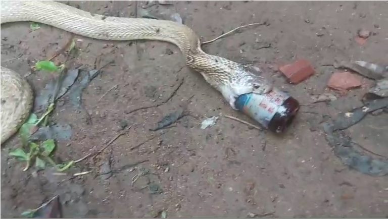 Cobra Swallows Cough Syrup Bottle In Bhubaneswar; Check How It Was Saved