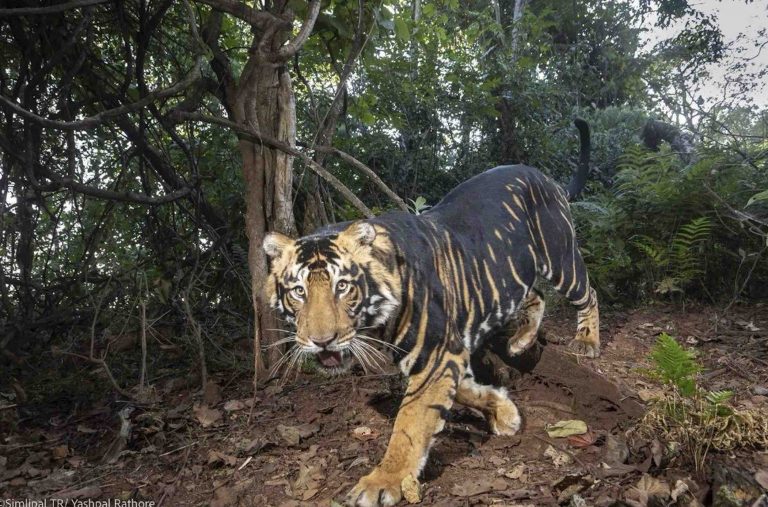 First-Ever Melanistic Tiger Safari In Odisha’s Similipal Gets Central Zoo Authority’s Nod