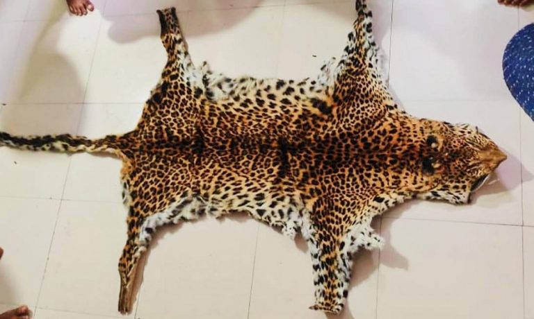 Leopard Hide Seized
