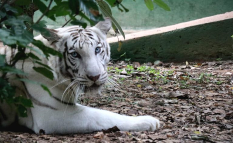 Another White Tigress Gives Birth To Litter In Odisha’s Nandankanan
