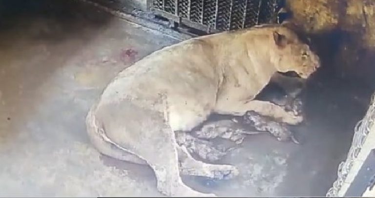 Lioness Bijli Gives Birth To 5 Cubs In Bhubaneswar’s Nandankanan Zoo