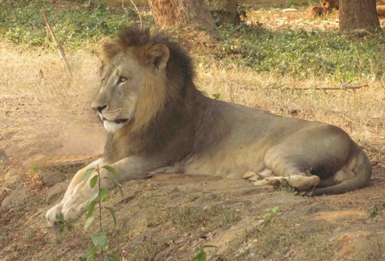 Odisha’s Nandankanan Mourns Loss Of Zoo-Born Male Hybrid Lion ‘Krish’