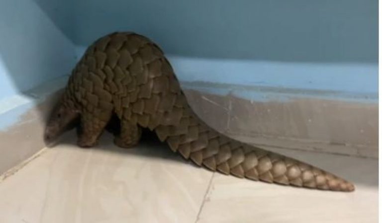 First Conviction In Odisha For Pangolin Smuggling, 2 Sentenced To 2 Yrs RI