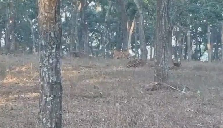 Odisha: Camera Traps Help Forest Personnel Apprehend Five Poachers In Similipal