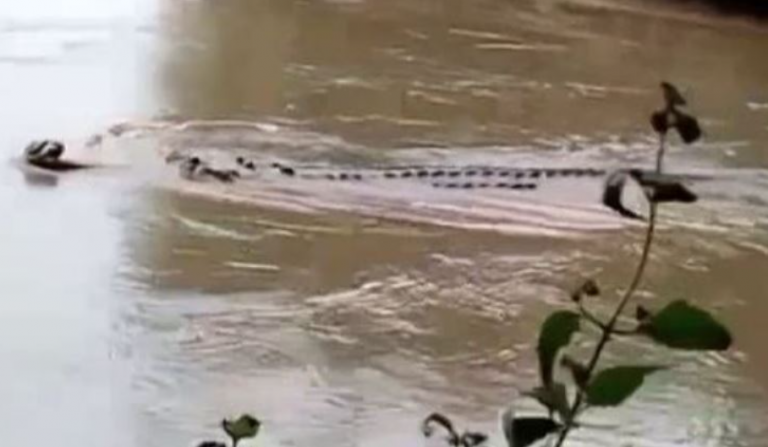 Woman Goes Missing After Being Dragged Into River By Crocodile In Odisha’s Kendrapada
